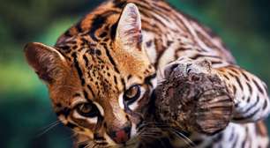 Jaguatirica: 7 curiosidades que todo amante da natureza precisa saber