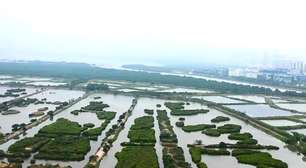 Cientistas encontram água-viva que têm 24 olhos