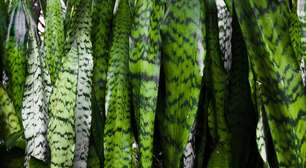 Rituais de limpeza energética para fazer no banho