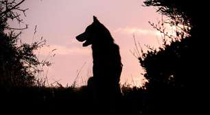 Maioria das raças de cães possui DNA de lobos, diz estudo