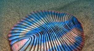 Dickinsonia: história do animal mais antigo já descoberto