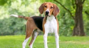 4 características do cachorro da raça foxhound americano