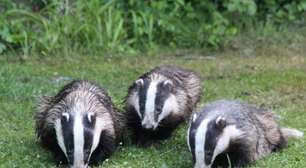 O curioso mundo do texugo e sua vida quase invisível na natureza