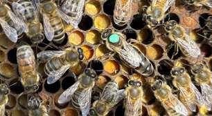 Revolta de operárias contra rainhas enfraquecidas por vírus podem ser causa da redução das colônias de abelhas no Canadá