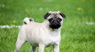 Discretinhas: Raças de cães que quase não latem