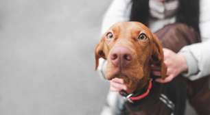 Olhar nos olhos do seu cachorro pode mudar sua química cerebral; entenda