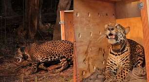 Onça resgatada à deriva no Amazonas é devolvida à natureza após se recuperar