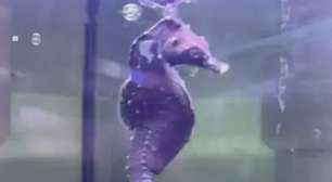 Pra quem não viu: Cavalo-marinho raro é 'pescado' por engano