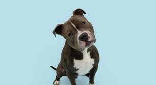 Seu cachorro é distraído? Confira 10 nomes perfeitos para ele