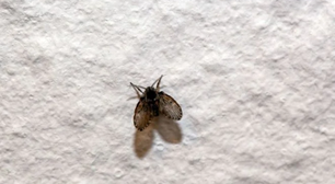 O segredo para se livrar das moscas de banheiro está no seu armário da cozinha