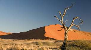 Cientistas descobrem fóssil de salamandra gigante que 'sugava' presas