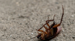 Não é só que as baratas possam parecer repugnantes. De acordo com este estudo, elas também são prejudiciais à saúde, mesmo que você não consiga vê-las