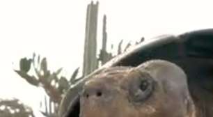 Morre Gramma, a tartaruga "vovó" que chegou a 141 anos nos Estados Unidos