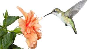 Estas são as flores preferidas para os beija-flores