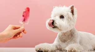 7 dicas para deixar o ambiente fresquinho para os pets no calor