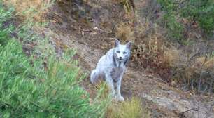 Lince-ibérico albino é visto na Espanha; espécie está na lista de animais raros