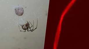 Aranhas produzem teias vermelhas em experimento científico