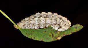 Queimadura por lagarta: riscos, primeiros socorros e como evitar acidentes