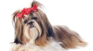 Quer um pet fácil de cuidar? Adote um Shih Tzu!