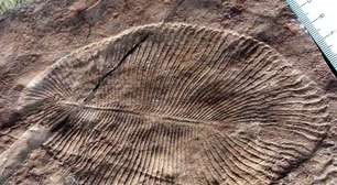 Animal 'mais antigo do mundo' viveu há mais de 550 milhões de anos; conheça!