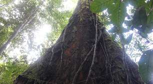 A árvore mais alta do Brasil? Conheça o gigante angelim-vermelho