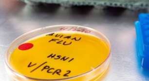 Gripe Aviária Mutante Pode Superar a Gravidade da Covid-19, Diz Instituto Pasteur