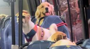 Ônibus escolar para cachorros viraliza e encanta internautas nas redes