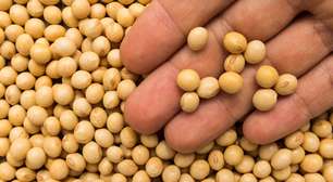 A França recomendou que seus cidadãos limitem o consumo de soja: qual o problema nisso?
