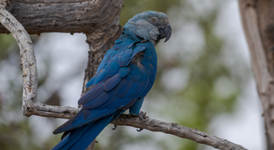 Ararinhas-azuis, consideradas em extinção na natureza, testam positivo para vírus letal e sem cura