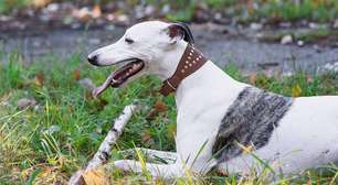 Whippet: características, cuidados e curiosidades sobre a raça elegante e dócil