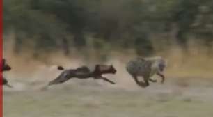 Leão interrompe ataque e salva hiena prestes a parir