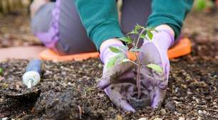 Jardinagem sem luvas: perigos ocultos