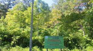 Descubra a flor-cadáver: quando a natureza se esconde dentro da floresta