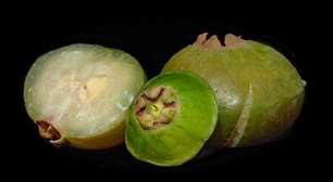 Sabores da Mata Atlântica chegam ao Mercadão de SP