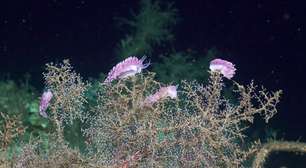 Pesquisadores encontram novas espécies de animais em cânions submarinos