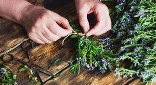 Lavanda: descubra os benefícios e como usar em casa