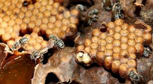 Pesquisa revela abelhas únicas na Chapada dos Veadeiros