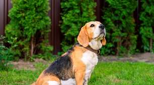 Gestação de cadela: entenda cada etapa e os cuidados necessários