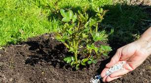 Nem adubo caro faz isso: truque com bicarbonato faz maravilhas nas plantas de casa