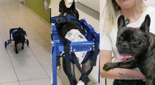 Cão paraplégico ganha cadeira de rodas elaborada por universitário e volta a andar