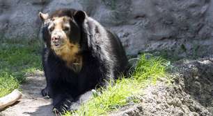 Por que o Brasil não tem ursos, enquanto outros países da América do Sul os possuem?