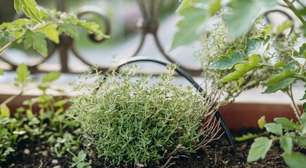 Nem alecrim, nem hortelã: a erva aromática fácil de cultivar em casa e que faz bem para a saúde do coração