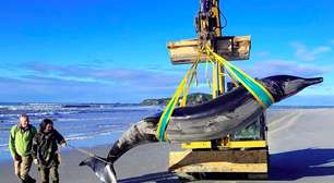 'Fantasma' do oceano: baleia encontrada na Nova Zelândia nunca foi vista com vida