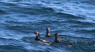 Instituto Albatroz devolve oito pinguins-de-Magalhães ao mar em Arraial do Cabo