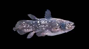 O peixe que sobreviveu aos dinossauros: conheça o celacanto