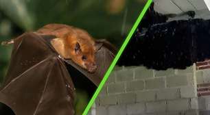 Milhares de morcegos transformaram uma casa no México em seu refúgio e donos decidiram cuidar deles