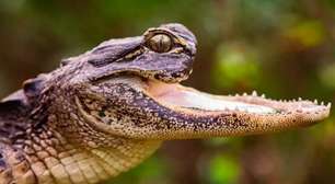 Conheça Jawlene, jacaré fêmea sem maxilar que viralizou nas redes sociais