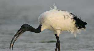 Aves que se destacam por terem bicos incomuns e curiosos