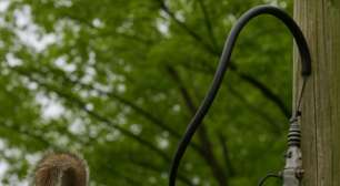 Esquilos provocam quedas de energia e até apagões nos Estados Unidos