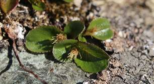 A árvore que cabe no bolso: o fascinante Salgueiro-Anã